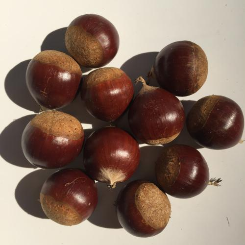 提名尖栗子,学名锥栗,就是图下这货