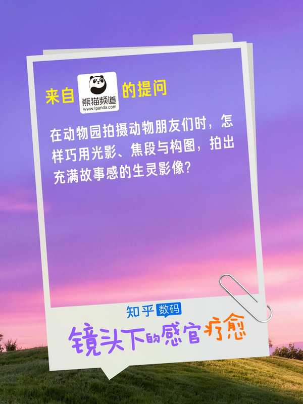 在动物园拍摄动物朋友们时，怎样巧用光影、焦段与构图，拍出充满故事感的生灵影像？