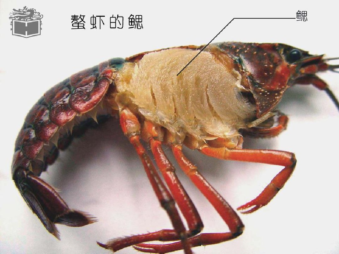 非常关注的,前面的回答比较粗糙,我再重新回答一下小龙虾头能不能吃
