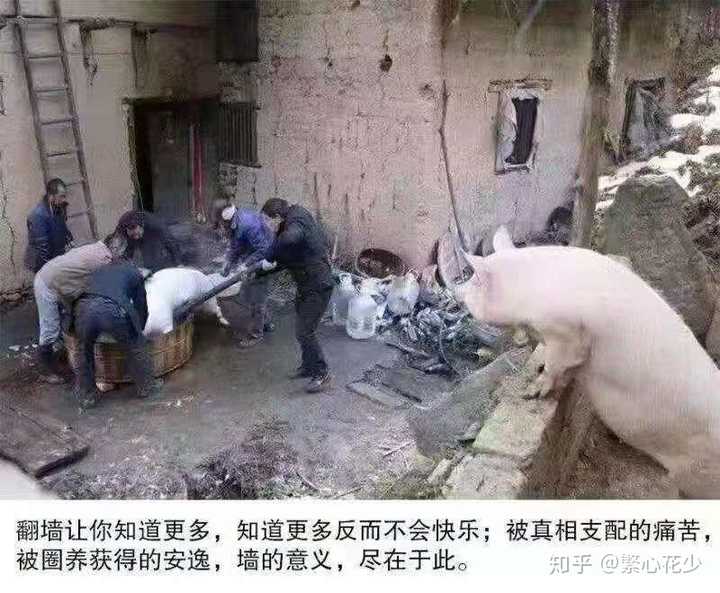 火星男孩 波力斯卡 是真是假 知乎 火星男孩 波力斯卡 是真是假 知乎