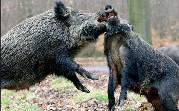 并不可爱,而且异常凶猛啊,在东北深山老林里的猎人都知道"一熊,二猪