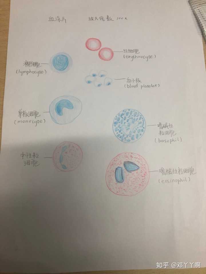 中性粒细胞红蓝铅笔图片