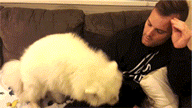 家里小狗是怎样冲着你发嗲的？