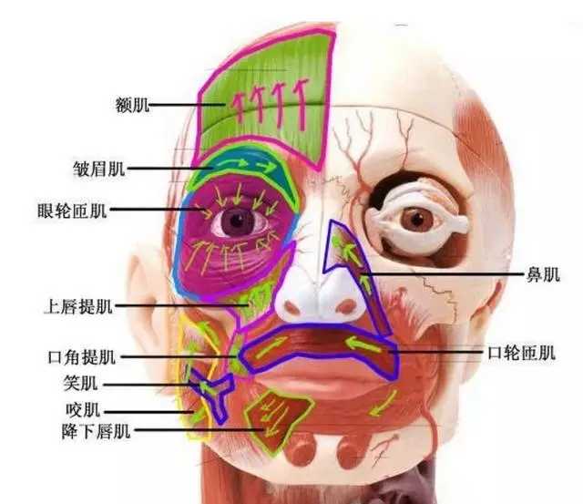 我们来为大家介绍几块与面部肌肉息息相关的肌肉及按摩手法——岁月