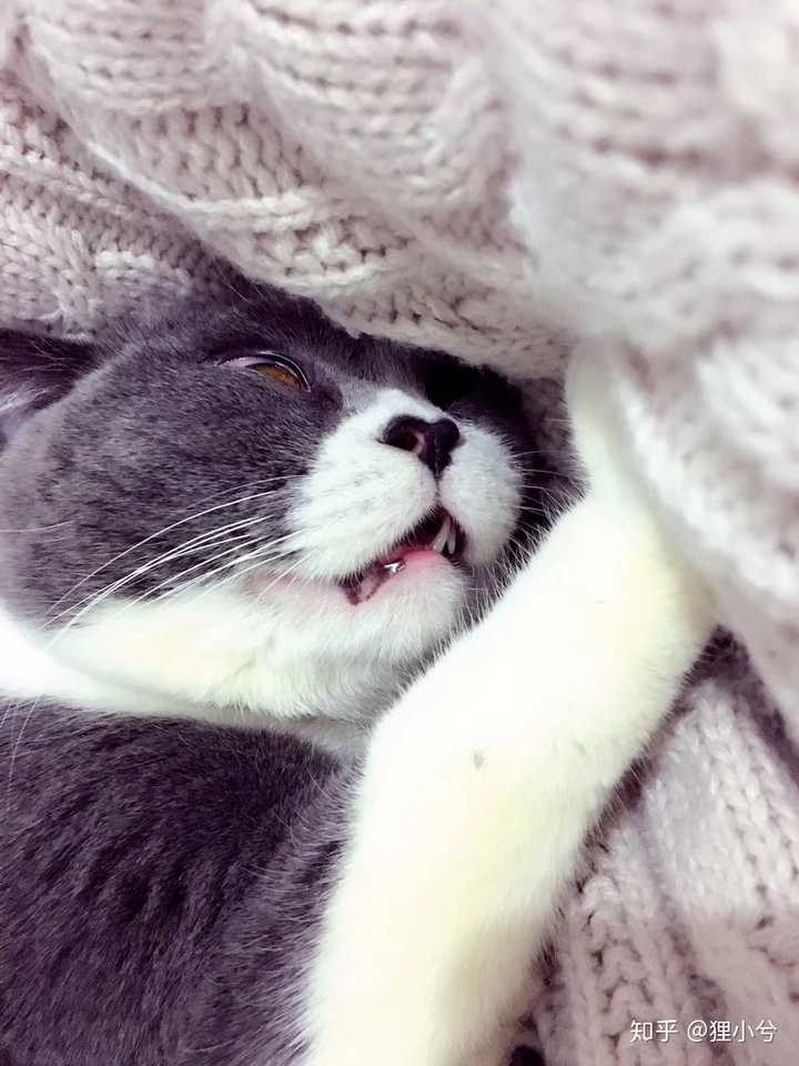 我家肥陶睡觉从来很豪放的,翻白眼跷脚流口水,该露的全露了,也从来没