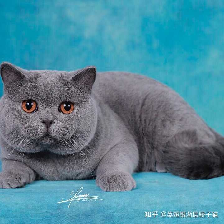 请问能空运英短来马来西亚的吗 Ps 找个猫舍 有英短的 英短银渐层骄子猫的回答 知乎