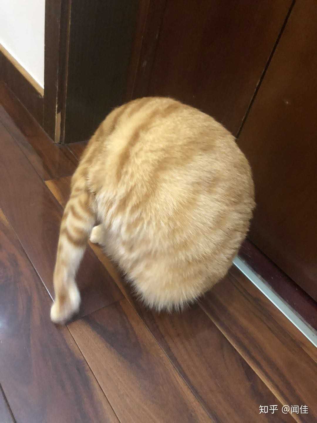 闻佳 的想法: 王总出门休假,特意说家里的猫鸡腿儿很爱… - 知乎