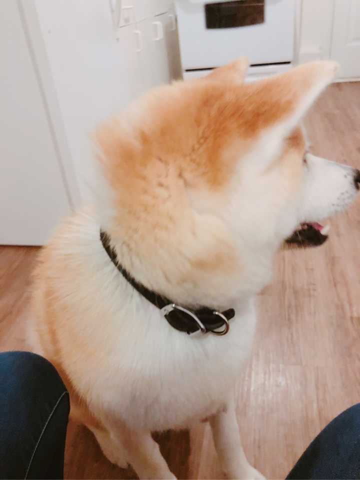 秋田犬适合家养么 知乎 秋田犬适合家养么 知乎
