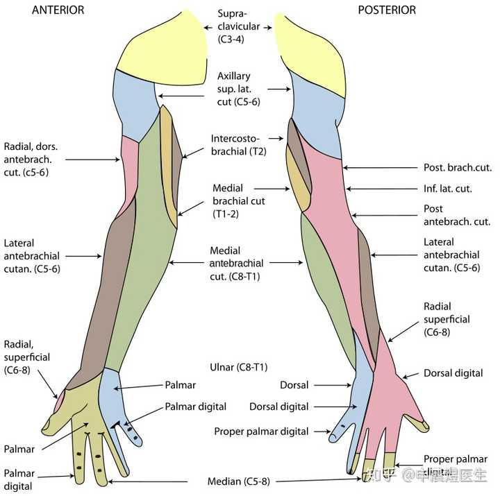 桡神经负责支配上肢的伸肌,功能包括伸腕,伸手指和伸肘