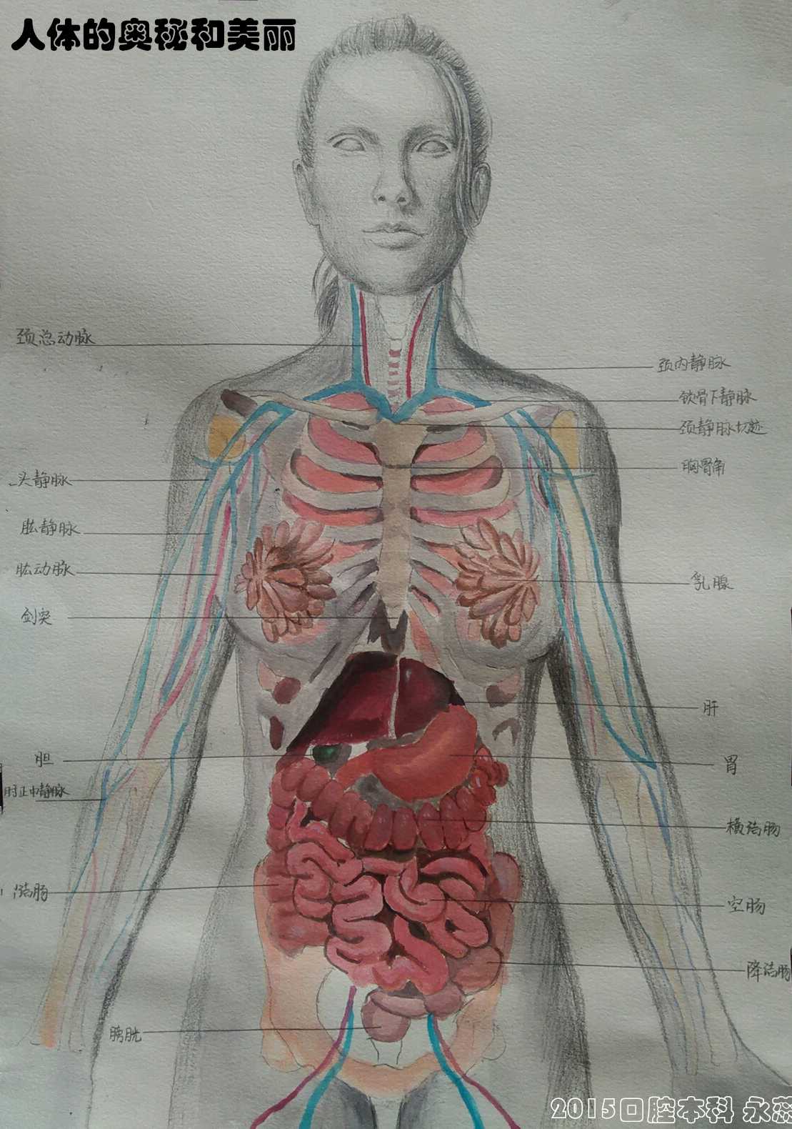 人体器官简单素描图片