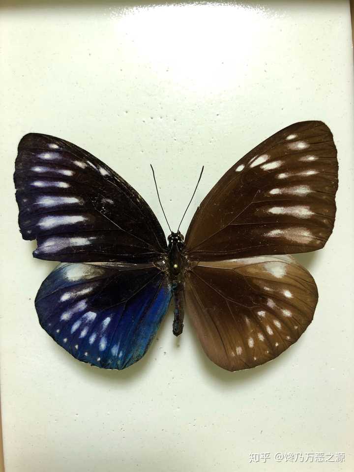 为什么蝴蝶标本肚子地下用胶水固定 知乎