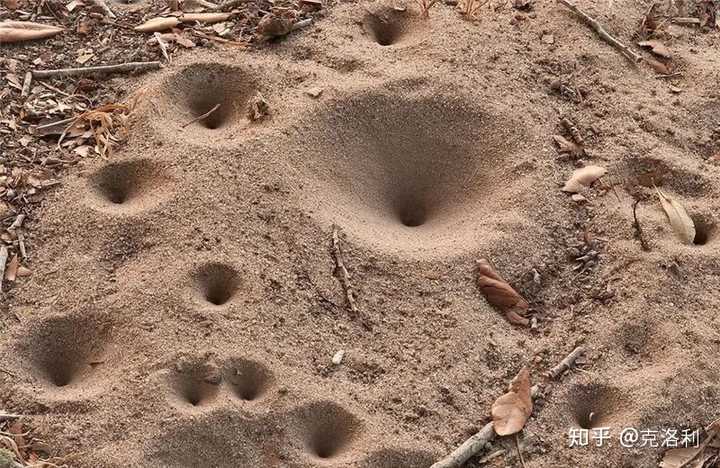 蚁狮的外形像蜘蛛,甲虫,身体颜色和沙土一样,头部有一对大颚,平常是
