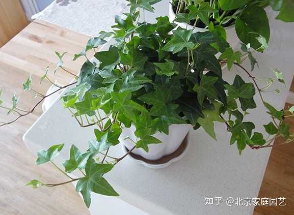 有哪些漂亮又好养的植物 北京家庭园艺的回答 知乎