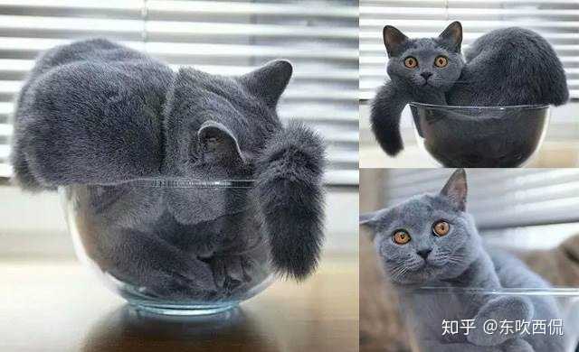 为什么猫咪能像液体一样