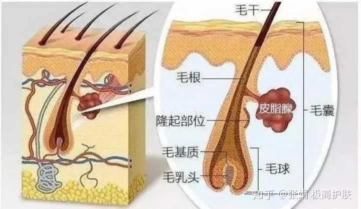 女生怎么保养能让头发发质变好?