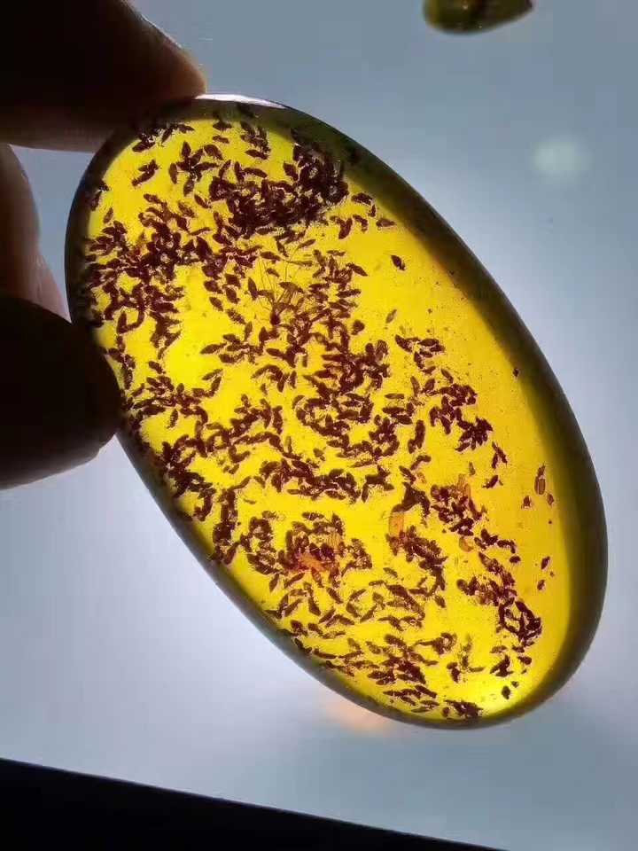 大家快看看,我这几块虫珀怎么样? - 知乎