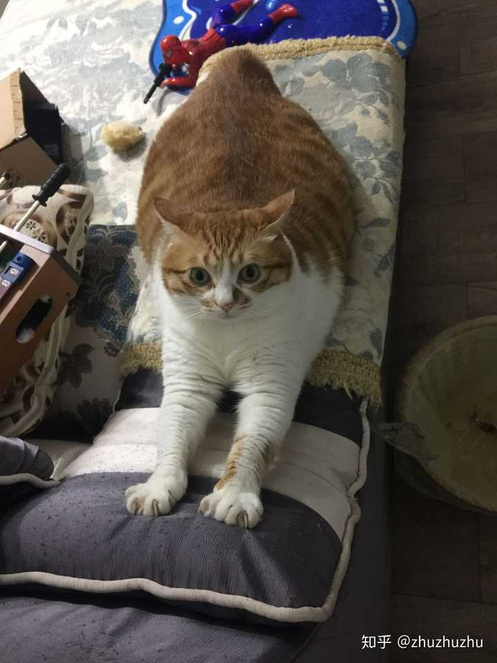 超胖橘猫图片大全壁纸-千图网