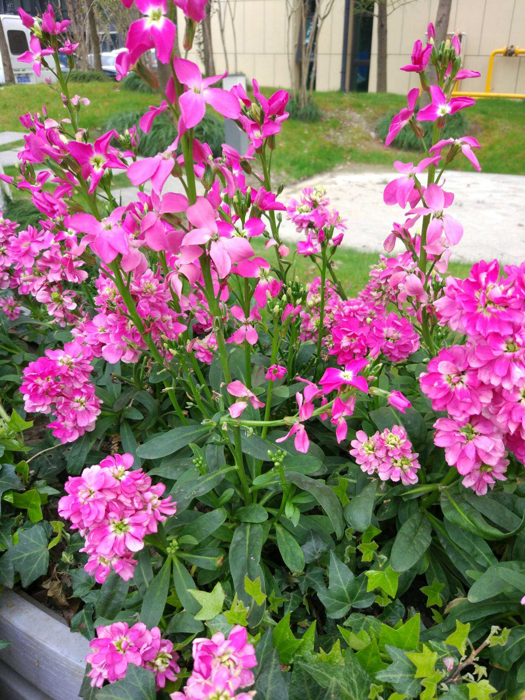 路边拍的,不知道是什么植物,求解答