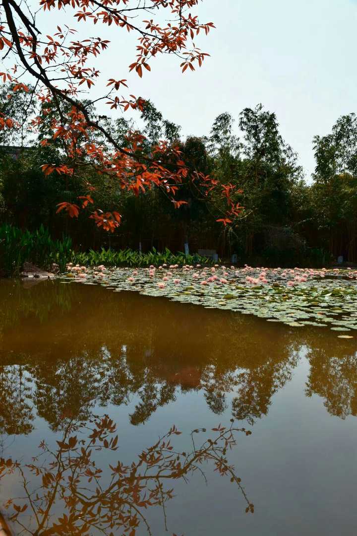 小樹林的池塘