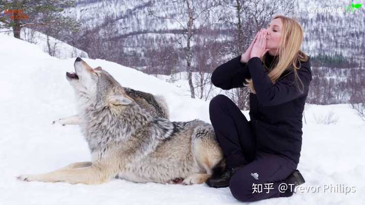 体型最大的狼是什么狼 知乎 体型最大的狼是什么狼 知乎