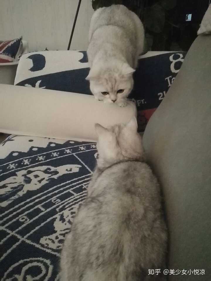为何狗交配静悄悄 而猫的交配如此撕心裂肺恐怖嚎叫 知乎 为何狗交配静悄悄 而猫的交配如此撕心裂肺恐怖嚎叫 知乎