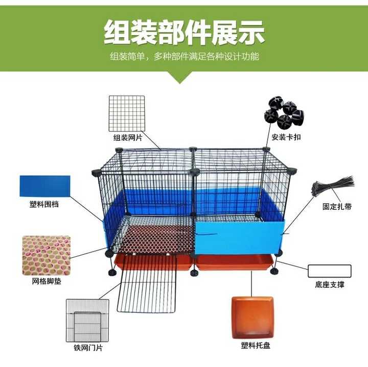 如何养好一只豚鼠 荷兰猪 知乎