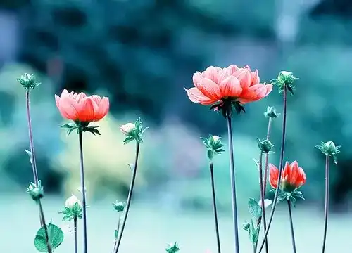 si modeste, si hardie, si touchante, si voluptueuse, si chaste