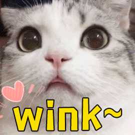 网络热词wink是什么意思