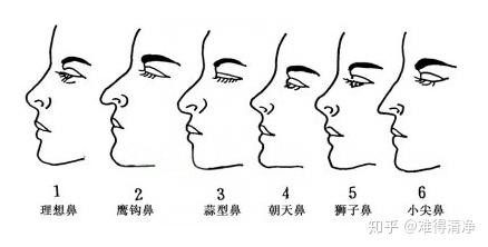 鼻子的形状类型图片