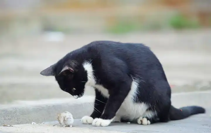 十二生肖为什么没有猫 知乎