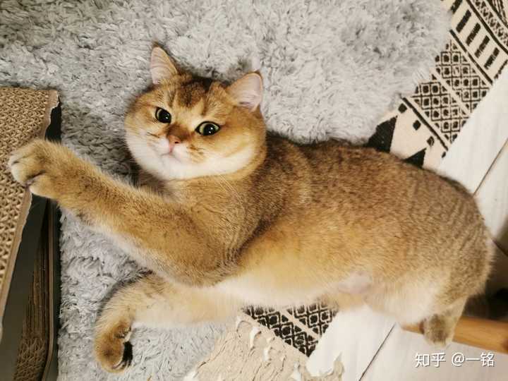 想知道这只猫到底是什么品种!猫舍老板告诉我是金渐层?
