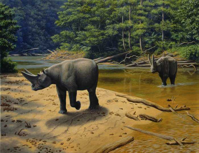 南美洲与非洲在彼此分离后各自演化出了哪些非常不同的生物?