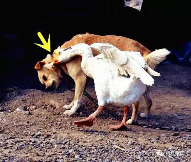 放出村中一霸,大鹅,   显示全部