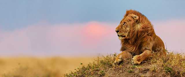 孤独的狮子仰望图片