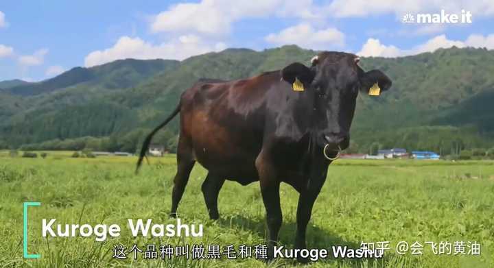 日本和牛为什么那么贵 会飞的黄油的回答 知乎