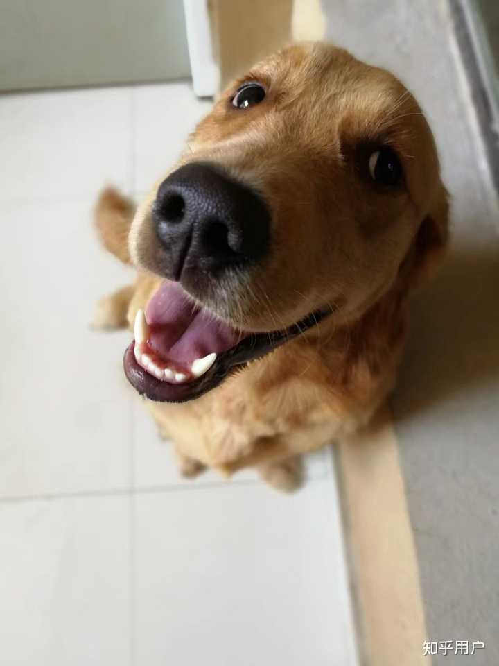狗狗咧嘴真的是在笑吗?