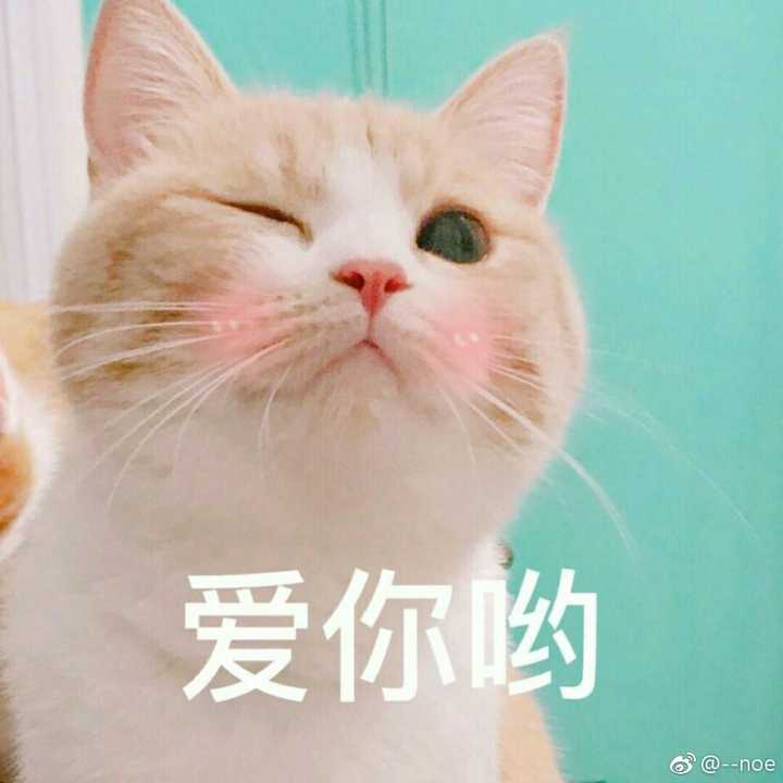 嗨氏斗鱼