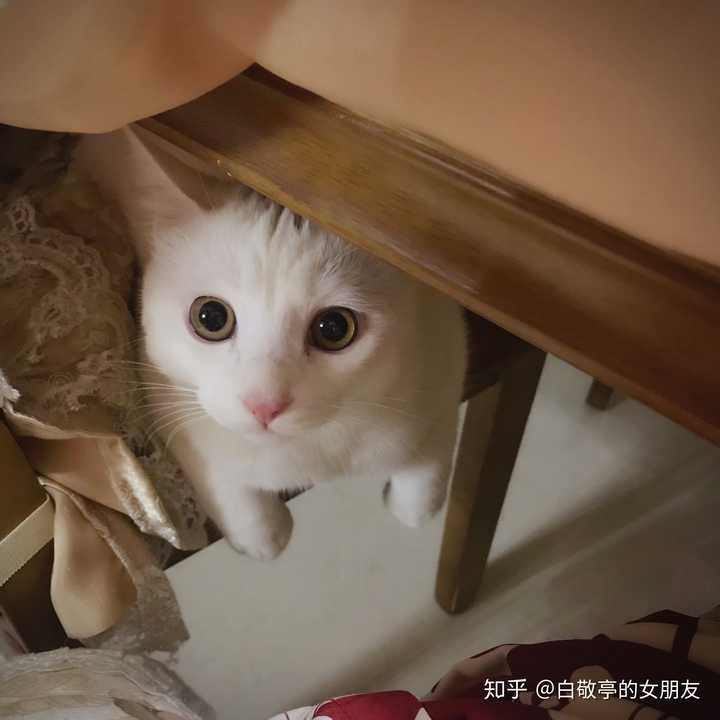 为什么我家猫咪不让摸也不让抱 知乎