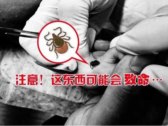 家里一般容易生哪些虫子,如何彻底消灭且日常预防?