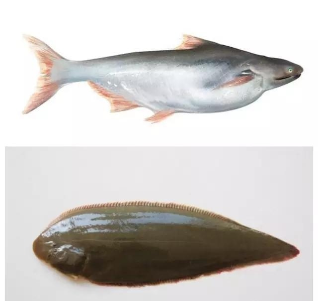 传言中国超市里的龙利鱼其实原名巴沙鱼 对人体大大有害 是否属实 知乎