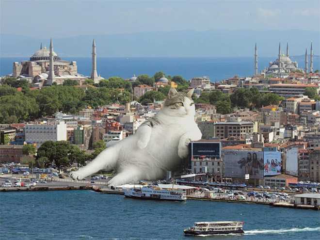 如果猫比人类大十倍,我们的生活会是什么样子? - 知乎