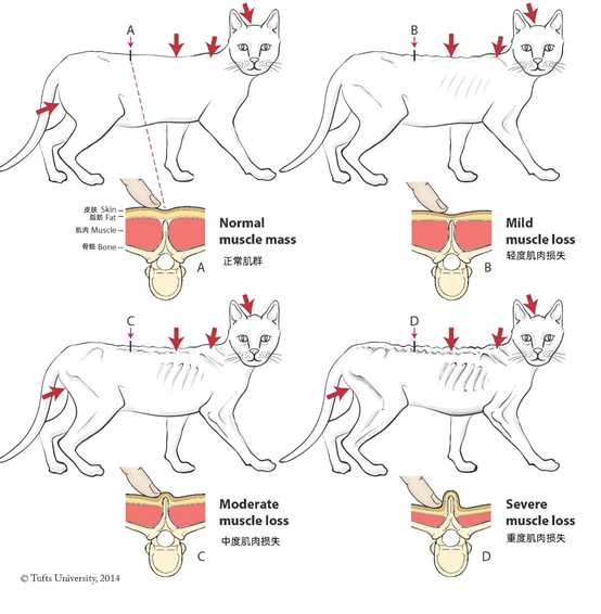 猫肌肉注射教程图片