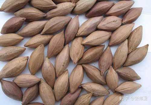 如图,应该是 橄榄种子,供参考