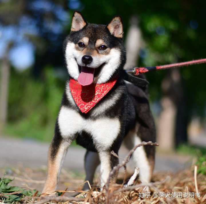 如何挑选一只黑柴?