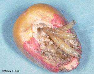 突然碰到一只死老鼠,当时是夏天很热,死老鼠身上都是小小的蛆宝宝