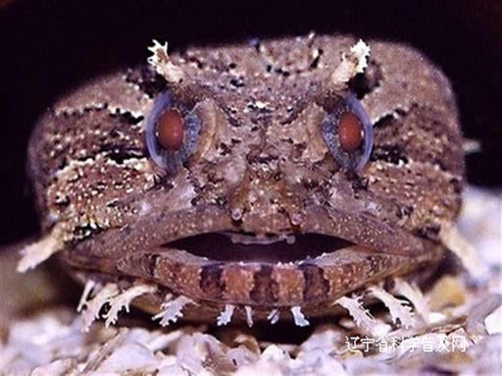 甚至还有一个目就叫蟾鱼目…因为它们会呱呱叫,所以叫蟾鱼.