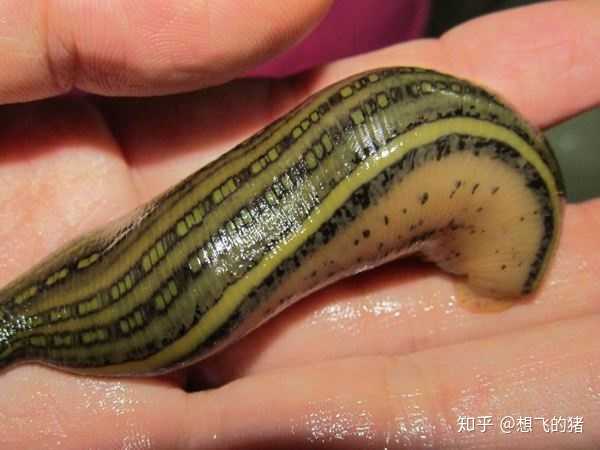 有哪些特别恐怖的生物?