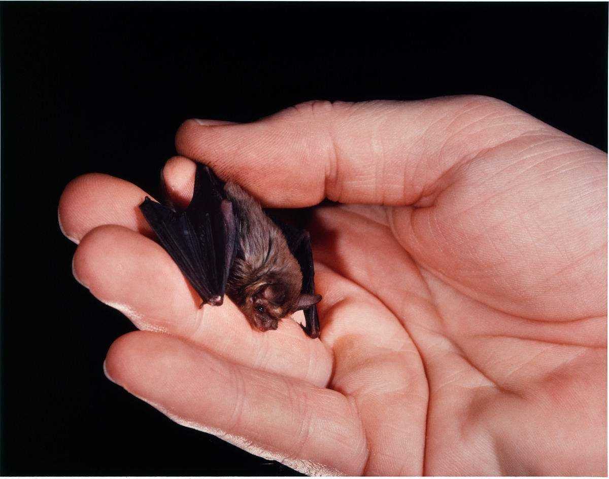 的花香 蟑螂的血是白色的 章鱼和龙虾蓝色或偏蓝的白色 蚯蚓的血绿色