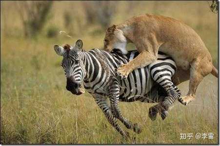 羊为什么不吃肉?