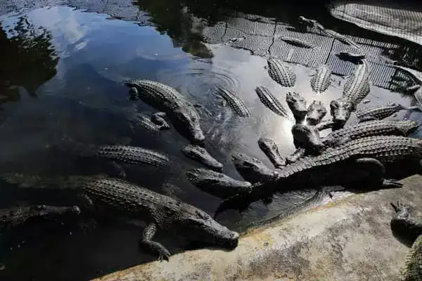 鬼山地狱鳄鱼池